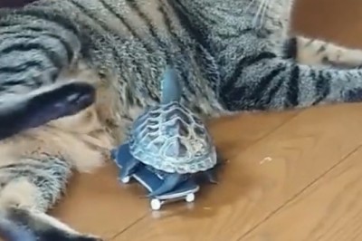 Unexpected Friendship: Turtle Meets Cat