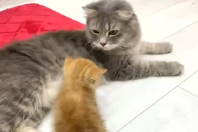 When the Kitten Tries to Be the Boss: Cat's Reaction Is Priceless!