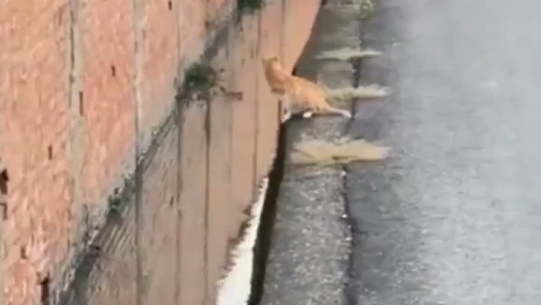 Cat Breaks Through Wall in Epic Escape