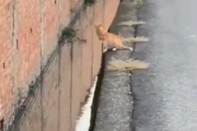 Cat Breaks Through Wall in Epic Escape