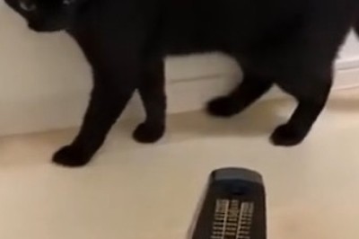 Cat with Moving Clock Hands