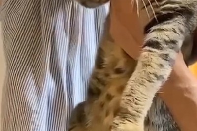 Cat Gets Nail Trim—and the Drama Deserves an Oscar!