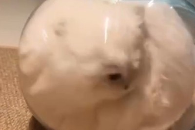 Cat in a Fish Tank?! This Curious Kitty Is Breaking All the Rules!