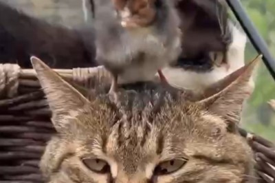 Cat Meets Chick—And What Happens Next Will Melt Your Heart!