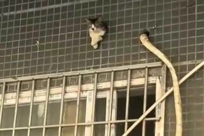 Cat on the Surface: The Purrfectly Hilarious Adventure!