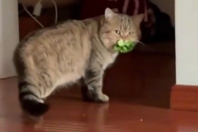 Move Over Rabbits—This Cat’s OBSESSED with Salad!