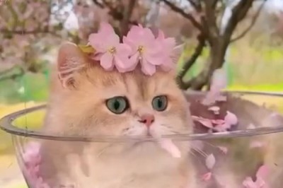 The Internet Can’t Handle This Kitten’s Beauty—See for Yourself!