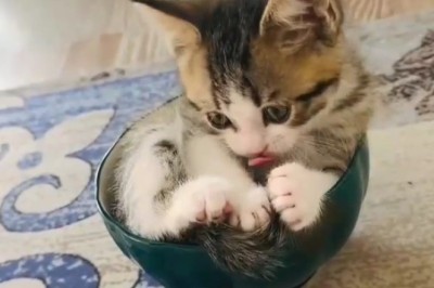 This Beautiful Kitten Looks Like It Stepped Out of a Fairytale!