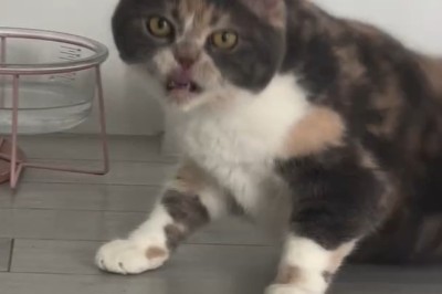 This Cat Lives Better Than Most of Us—Meet the Millionaire Meow!