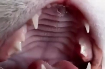 This Cat’s Scream Is Funnier Than Any Horror Movie!