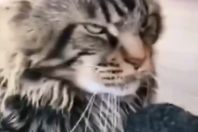 Tiger vs. Lion: Who’s the Real King of the Jungle?