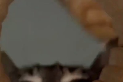Too Many Cats, Too Much Cuteness—You’ve Been Warned!