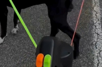 Two Dogs, One Rope—The Tug-of-War Battle You Didn't Know You Needed!