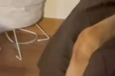 Unlikely Besties: Watch a Loyal Shepherd and Chill Gray Cat Take Over the Internet!