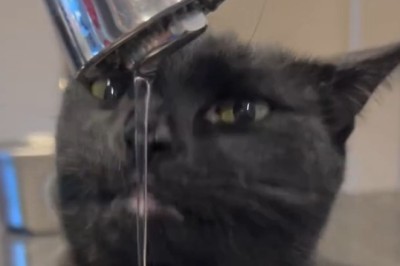 Why Is There a Cat in the Tap?! Cutest Surprise Ever!