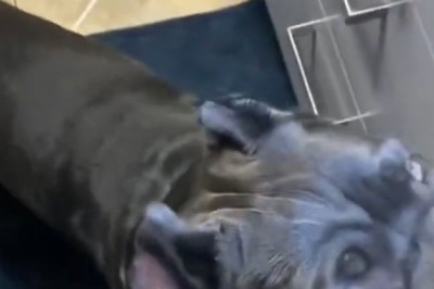 Dogs Doing What They Do Best—Being Absolutely Adorable!