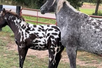 First Steps: A Mare’s Love and Her Foal’s First Moments