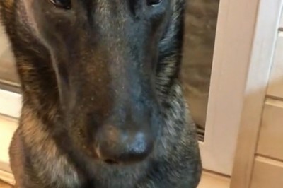 Meet the Belgian Malinois: Power, Precision, and Puppy Charm!