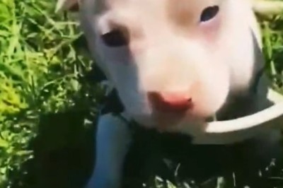 Tiny Dog, Huge Personality—You’ll Be Obsessed!