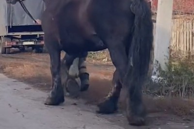 Unstoppable Power: The Mighty Force of a Galloping Legend