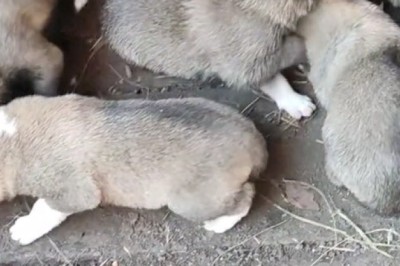 WARNING: These Puppies Will Steal Your Heart in Seconds!
