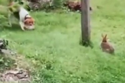 When a Rabbit Outsmarts a Dog... Hilarity Ensues!