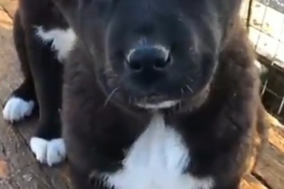 When Instinct Kicks In: The Raw Power of Predatory Dogs