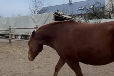 You Won’t Believe What These Horses Did!