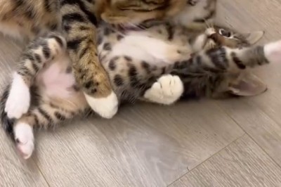 Heartwarming Moments: Mama Cat and Her Adorable Kittens!