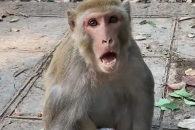 Monkeys When You’re Stressed—Their Reaction Is Priceless!
