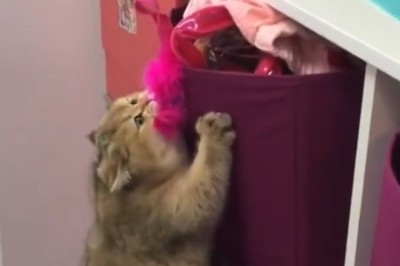 Naughty Cat Caught in Hilarious Mischief!