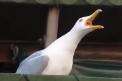 Seagull's Laugh Sounds Exactly Like a Human—and It's Hilarious!