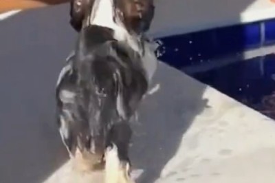 The Jump Heard ’Round the Pool—You Won’t Believe the Splash!