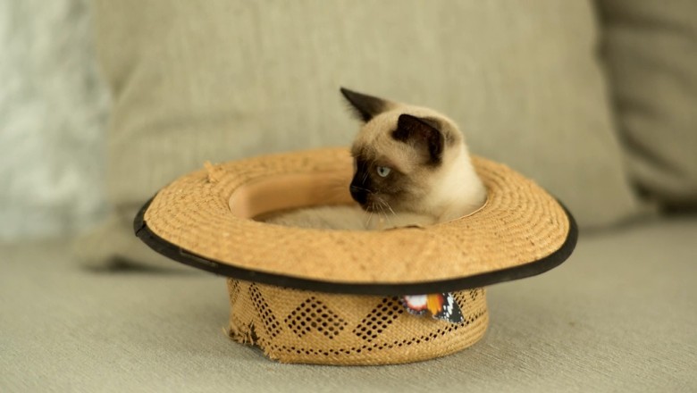 The Most Beautiful Cat You'll Ever See!
