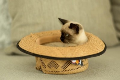 The Most Beautiful Cat You'll Ever See!