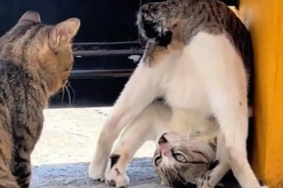 This Cat’s Reaction Had Me Crying with Laughter!