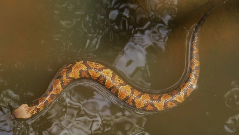 5 Oklahoma Lakes Where Snakes Are the Real Kings of the Water: Are You Brave Enough to Visit?