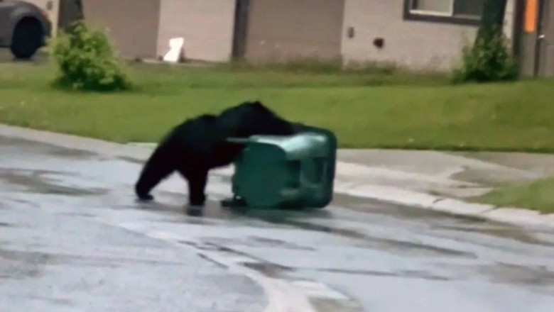 Bear vs. Trash Can: Hilarious Midnight Showdown in Alaska!