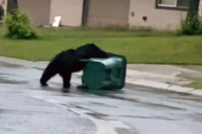 Bear vs. Trash Can: Hilarious Midnight Showdown in Alaska!