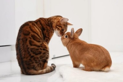 Bunny Raised by Cats: The Adorable Pet Who Thinks She's a Feline!