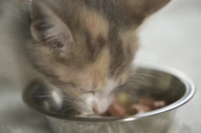 Mealtime Meowgic: Hungry Cat Dines Like Royalty