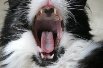 Meet the Adorable Tuxedo Cat Who Trills Like a Happy Cricket—You Won't Believe the Cutest Sound!