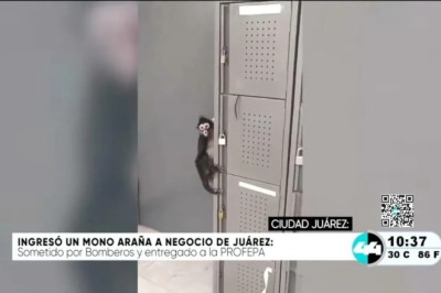 Office Break Room Takes a Wild Turn: Spider Monkey Spotted in Juarez!