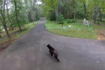 Surprising Encounter: Black Bear Strolls Through Maryland Driveway Captured on Camera!