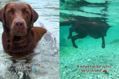 Watch Hector the Chocolate Labrador Dive Deep: Underwater Swimming Skills that Melt Hearts!
