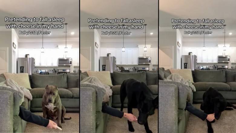 Watch These Three Dogs' Hilarious Reactions to Cheese: Who Will Steal the Show?