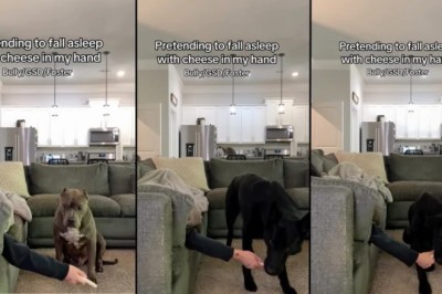 Watch These Three Dogs' Hilarious Reactions to Cheese: Who Will Steal the Show?