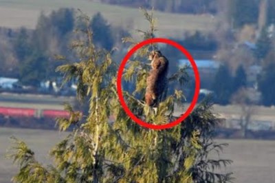 Wild Showdown: Bobcat vs. Cougar in Suburban Chilliwack!