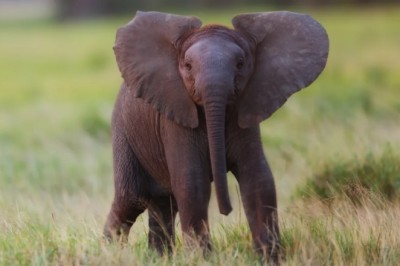 Adorable Baby Elephant Attempts to Charge Family and Takes a Hilarious Tumble!