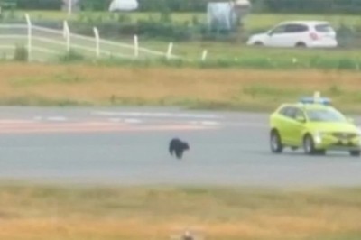 Bear on the Runway?! Wild Visitor Shuts Down Japanese Airport TWICE!
